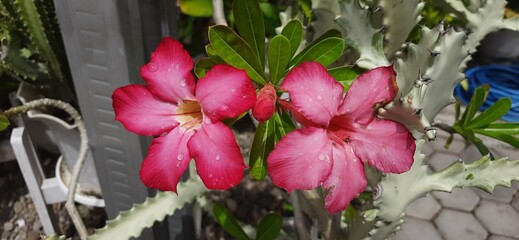 Beautiful cambodia flowers or adenium flowers or pink frangipani Japan or bunga kamboja jepang...