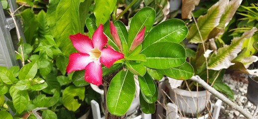 Beautiful cambodia flowers or adenium flowers or pink frangipani Japan or bunga kamboja jepang blooming in the garden
