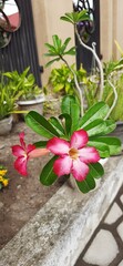 Beautiful cambodia flowers or adenium flowers or pink frangipani Japan or bunga kamboja jepang blooming in the garden