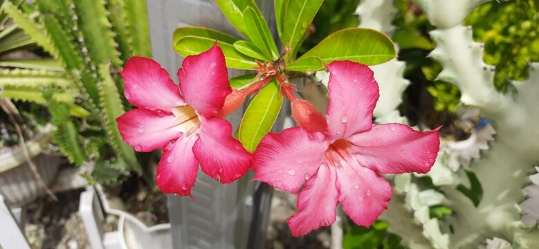 Beautiful cambodia flowers or adenium flowers or pink frangipani Japan or bunga kamboja jepang blooming in the garden