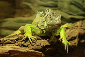 Green iguana outdoors in nature during the day