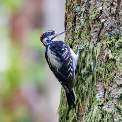 woodpecker on tree