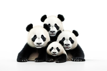 Image of family group of pandas on white background. Wildlife Animals. Illustration, Generative AI.