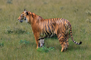 Fototapeta na wymiar Wild tiger in wild nature