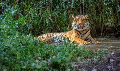 Wild tiger  in wild nature