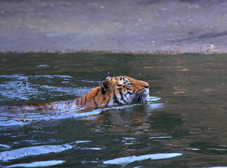 Fototapeta na wymiar Wild tiger in wild nature
