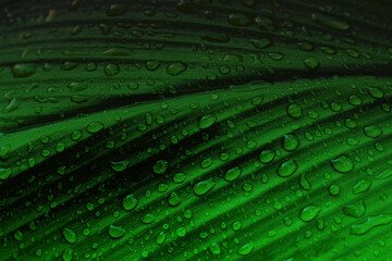 water droplets on leaves. leaves in the rainy season. green color gradient