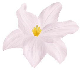 Single Lily Flower with transparent background