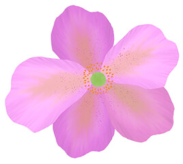 Single Pink Purple flower with transparent background