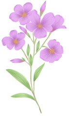 Purple Small Flowers in a bouquet with transparent background