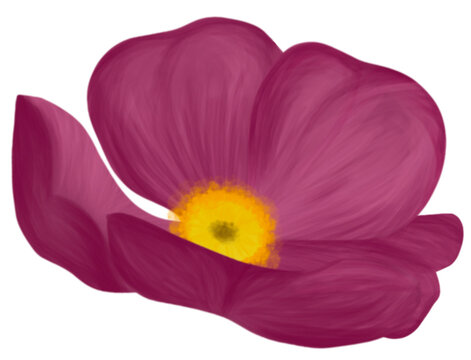 Maroon flower