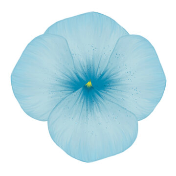 Blue Flower with transparent background