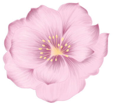 SIngle Pink flower with transparent background