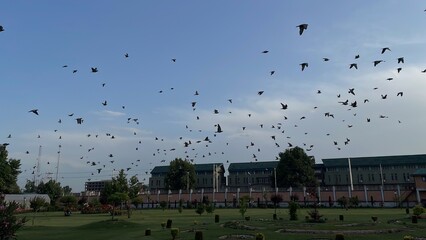 Flying pigeons