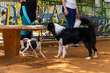 Cães na Praça