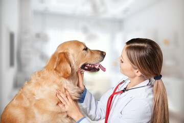 Vet doctor examining cute smart dog in clinic