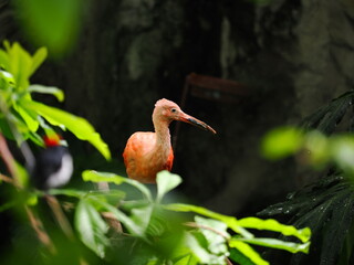Naklejka premium Scarlet Ibis