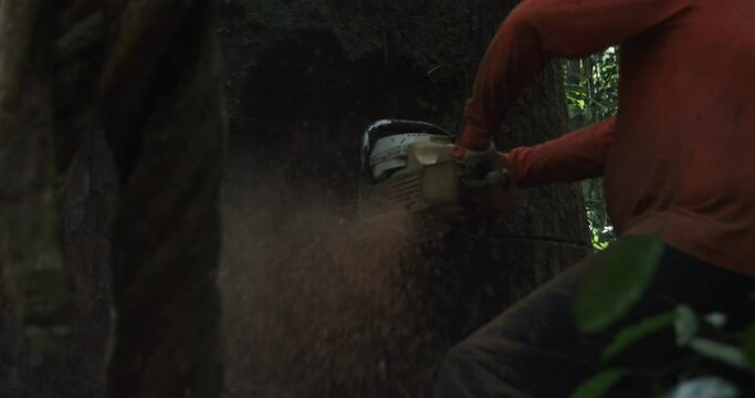 Amazon Rainforest Logger takes Chainsaw to Tree