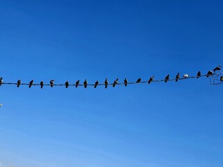 Pigeons flock on electric