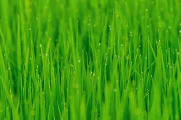 Fototapeta na wymiar A serene background of young rice leaves with dew drops on their tips with a selective focus, depicts tranquil rice field at dawn, offering glimpse into nature's morning rituals