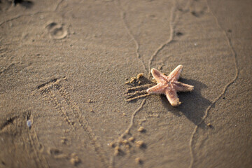 small starfish lying on the beach