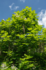 White trumpet catalpa flowers on a tree.