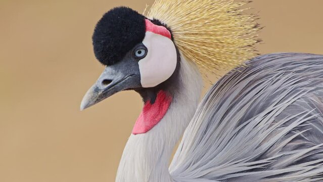 Slow Motion Shot of Close up detail shot of Grey Crowned Cranes feathers and beautiful exotic bright colours African Wildlife in Maasai Mara, Kenya, Africa Safari Animals in Masai Mara