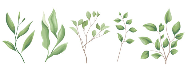 Vector Grass Set. Different eucalyptus sprigs, green plants and leaves on a white background . Vector illustration