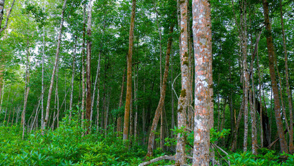 Fototapeta premium View Of Tropical Mangrove Forest Habitat Trees, Growing On The Seashore