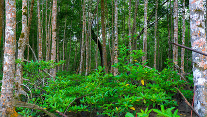 Fototapeta na wymiar Nature Reserve In A Tropical Mangrove Forest With Dense And Lush Trees