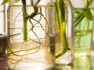  Beautiful roots in clear glass bottles reflect sunlight.