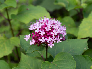 華やかなボタンクサギ