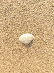 Clam shell on sand