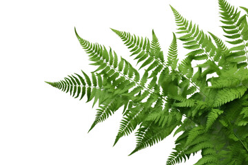 Green leaves of fern  . isolated object, transparent background - obrazy, fototapety, plakaty