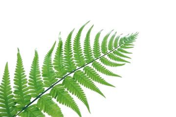 Green leaves of fern  . isolated object, transparent background