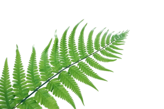 Green leaves of fern  . isolated object, transparent background