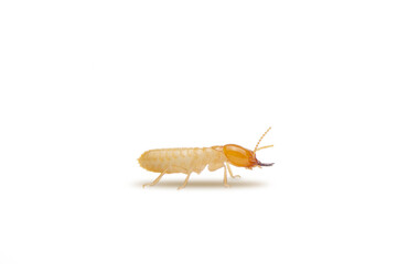 Close up of the Small termite on white background. Side view of the white ant isolate on white background..