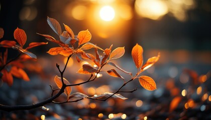 rays divine lights, low angle Autumn tree leaf