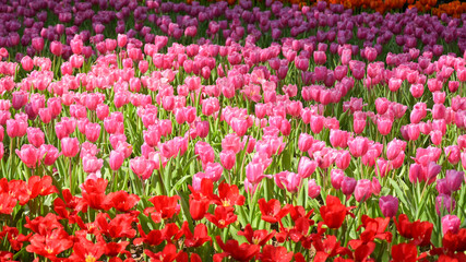 beautiful pink tulip in the garden, natural background