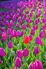 close up beautiful colorful tulips blooming in outdoor garden, yokohama, Japan