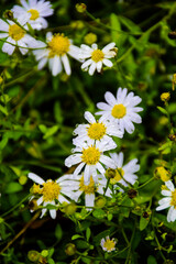 White daisy flowers on the plants in the garden after raining, daisy flowers with rain drops
