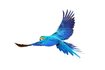 Gracefully flying parrot isolated on transparent background png file