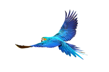 Foto op Aluminium Gracefully flying parrot isolated on transparent background png file © Passakorn
