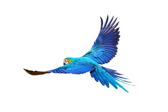 Gracefully flying parrot isolated on transparent background png file