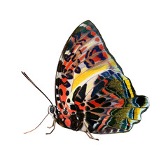 Beautiful butterfly isolated on white background. © thawats