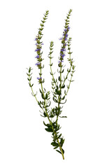 Wild plant Hyssopus officinalis or hyssop, isolated on transparent background.