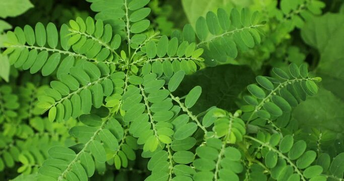 Phyllanthus niruri plant closeup. Gale of the wind. Seed under leaf. Stonebreaker. 