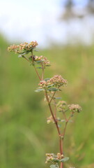 Fototapeta premium plant with a bee