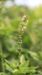 close up of a flower