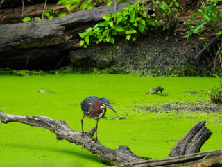 Green Heron Stands on a Fallen Tree Branch Hunting a Duckweed Filled Pond